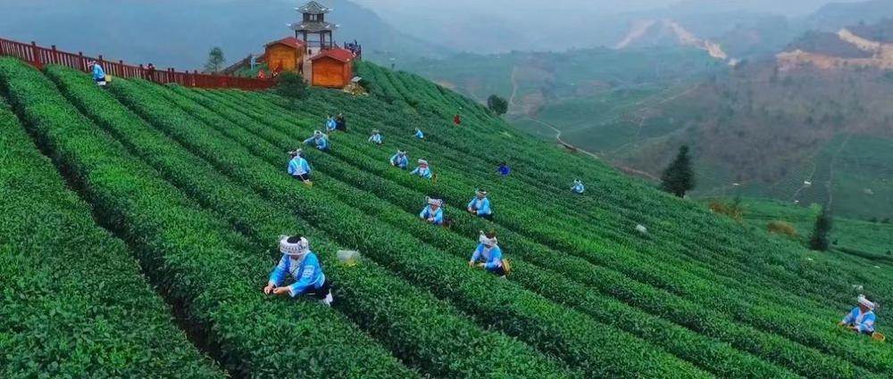 以茶为媒海珠贵定携手探索东西部协作发展新路径(图1)