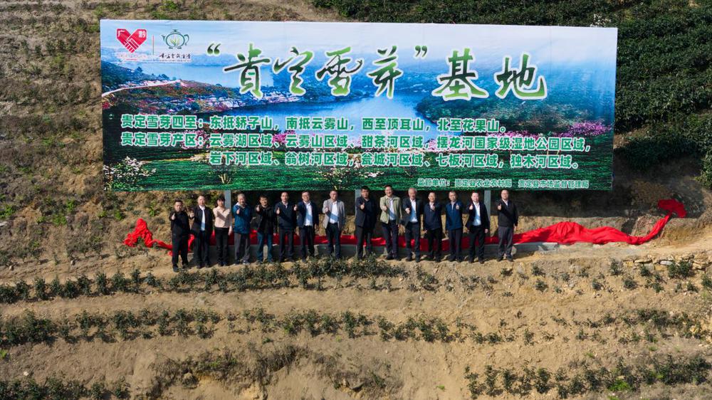以茶为媒海珠贵定携手探索东西部协作发展新路径(图2)