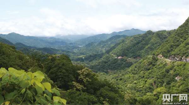 六安新路（下）《西山药库“仙草”重生
