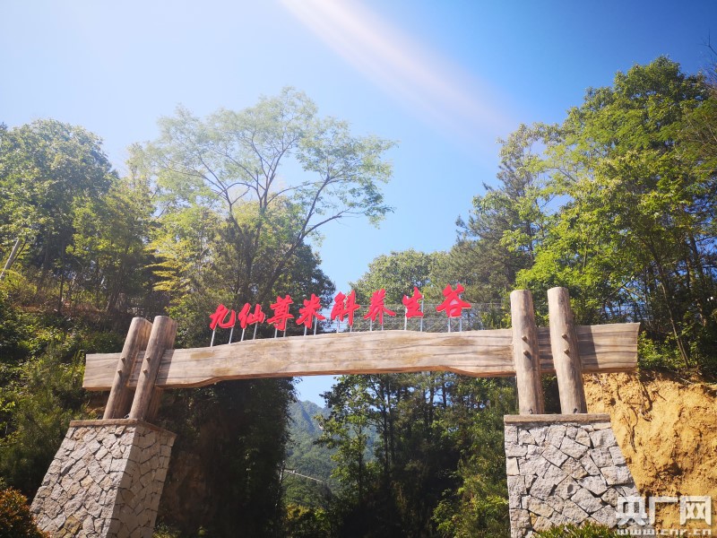 六安新路（下）《西山药库“仙草”重生(图7)