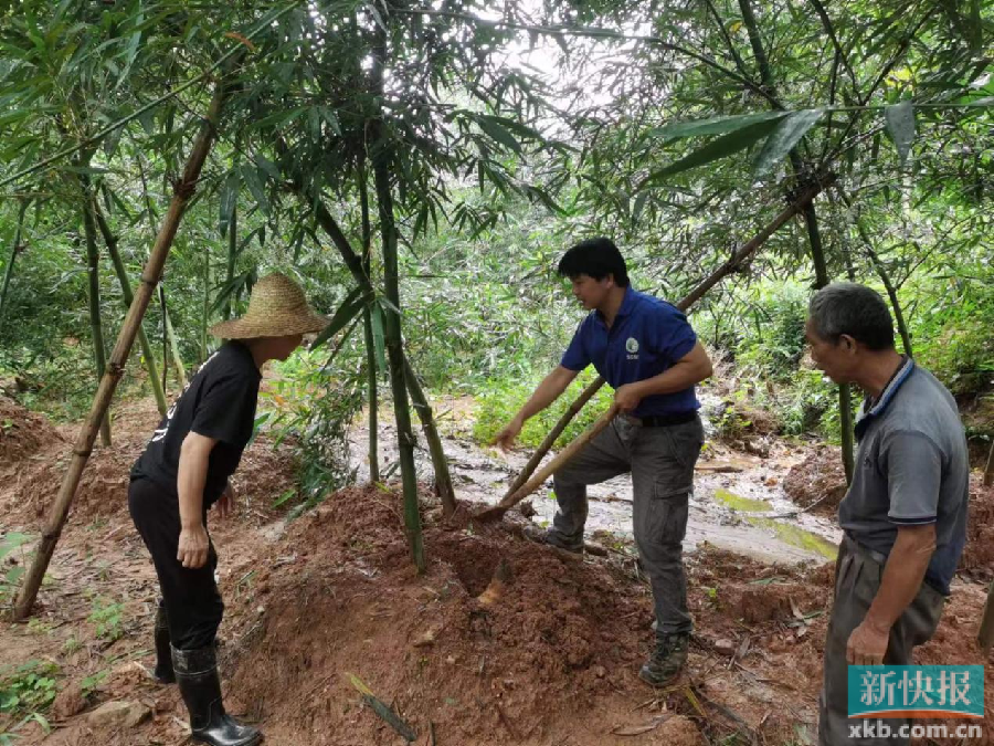 云浮市郁南县宋桂镇：郁南“笋王”吊丝丹笋新鲜上市