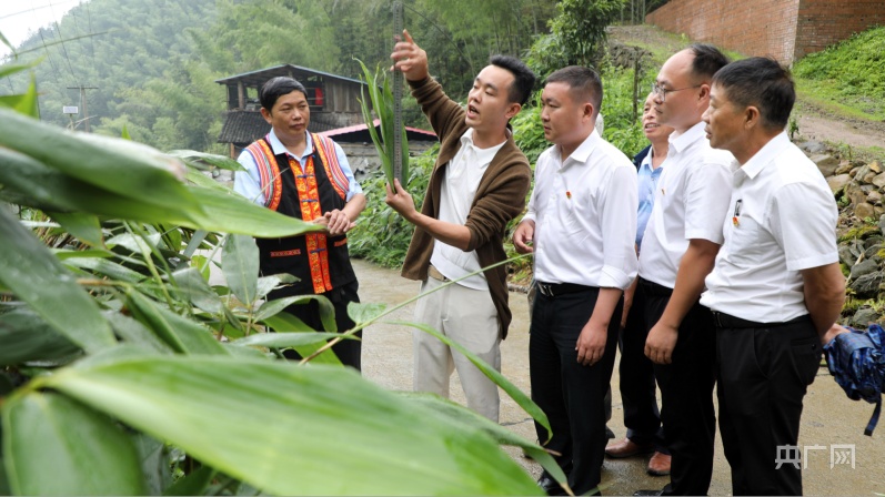 湖南宁远：种植粽叶有奖励签订协议不愁销(图2)