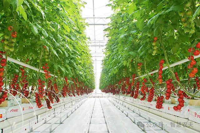 发展智能温室大棚种植解锁高效农业秘诀！(图5)