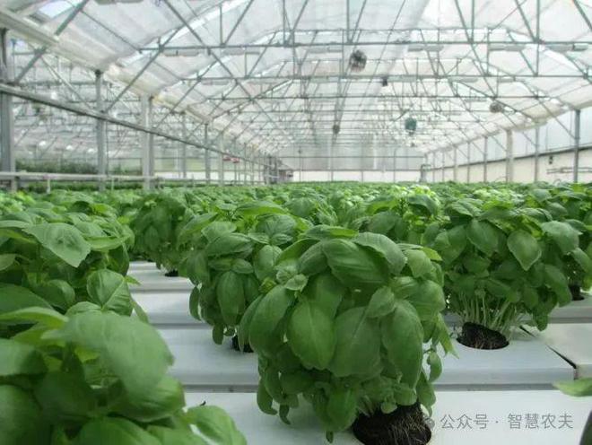发展智能温室大棚种植解锁高效农业秘诀！(图2)