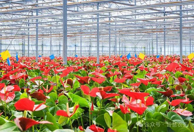 发展智能温室大棚种植解锁高效农业秘诀！(图4)