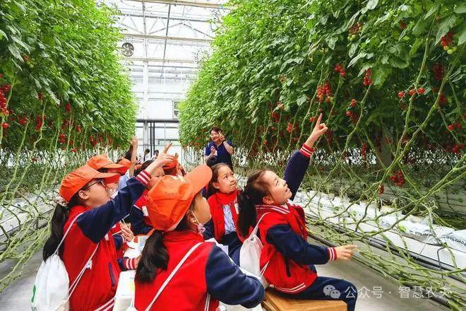 发展智能温室大棚种植解锁高效农业秘诀！(图8)