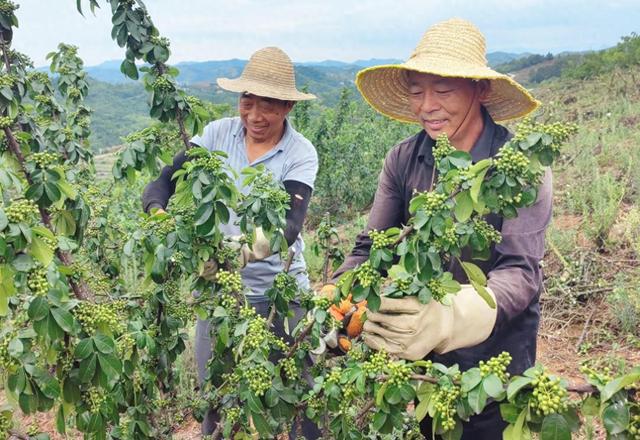 汉阴县城关镇：花椒飘香富群众