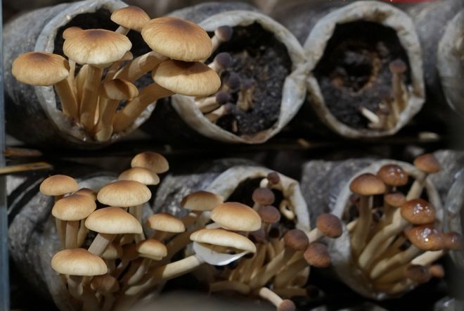 【聚焦“百千万工程”】赤凤镇浮石村：小小茶树菇撑开致富“伞”(图2)