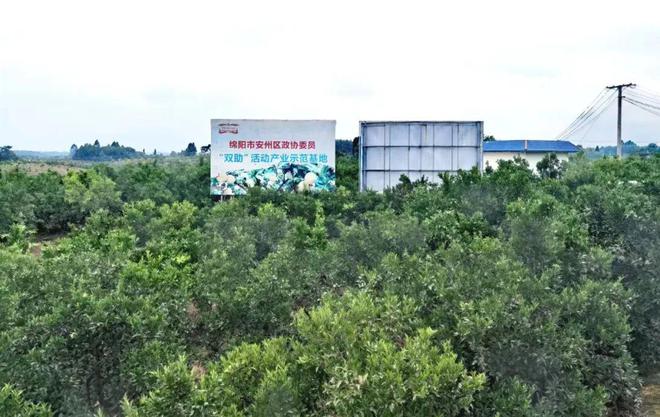 让“甜蜜”的产业更甜蜜！绵阳市安州区花荄镇通过小微协商力促柑橘产业发展(图2)