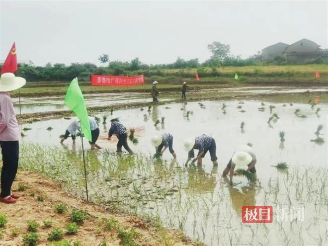盘活土地资源促进农民增收新洲这个村别样振兴路(图5)