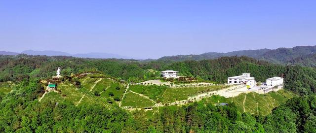 商南刘保柱：倾心谱写茶业事业新篇章(图3)