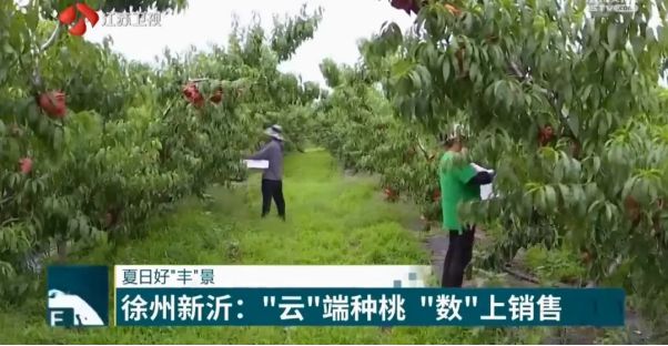 走进徐州丨江苏徐州：解锁“致富密码”走好特色经果林产业甜蜜之路(图2)