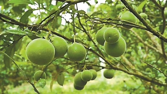 官宣！化橘红“药食同源”(图2)