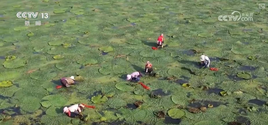 又是一年收获时科技“撑腰”“丰”景好(图7)