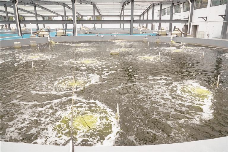 从北海运来海水在大山深处养殖南美白对虾落户安顺