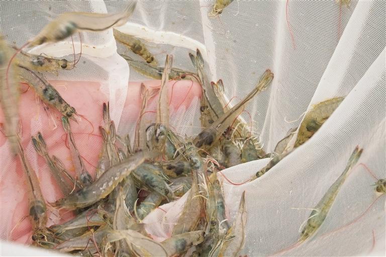 从北海运来海水在大山深处养殖南美白对虾落户安顺(图2)