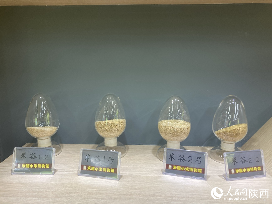 很养人的米脂小米熟啦！(图3)