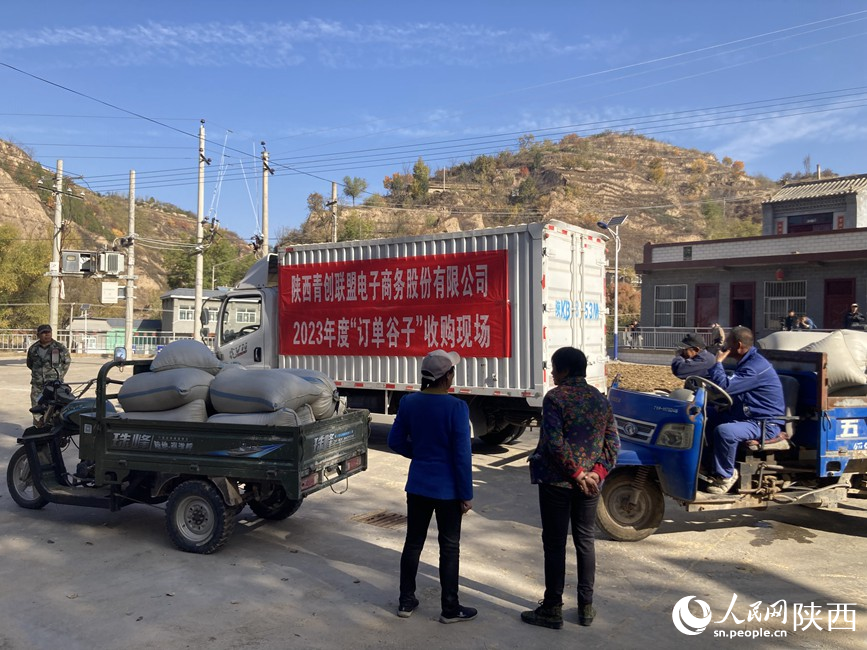 很养人的米脂小米熟啦！(图5)