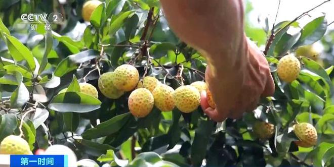 凭实“荔”出圈！荔枝精深加工变“夏日限定”为“四季可期”