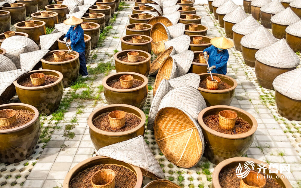 晴好天气酿晒酱油滕州农产品深加工助力乡村振兴(图2)