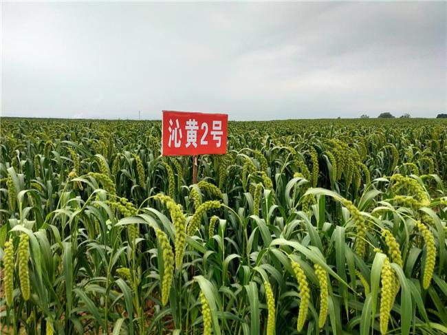 开镰了！2024山西沁州黄小米集团第四届开镰节仪式圆满举办