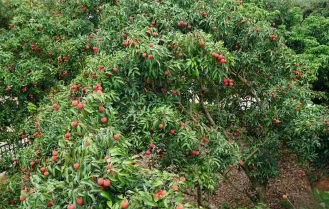 中华联合财险茂名中心支公司以保险力量赋能荔枝产业高质量发展