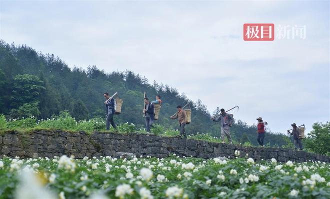 土疙瘩变“金蛋蛋”恩施三岔一颗马铃薯产值破亿元