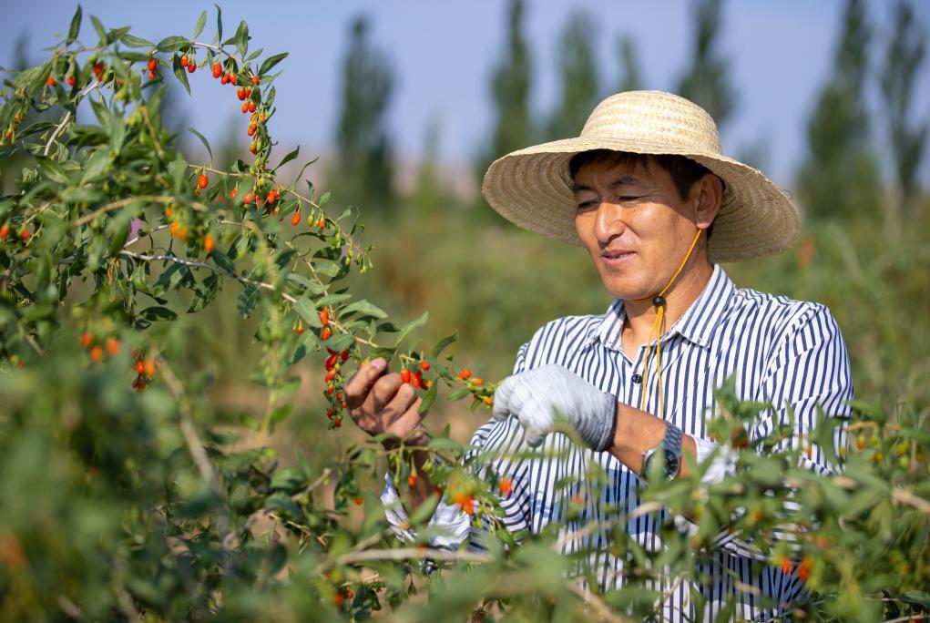 新时代中国调研行之看区域·西部篇丨这里的土地连着世界的“餐桌”——西北地区特色农产业发展观察(图3)