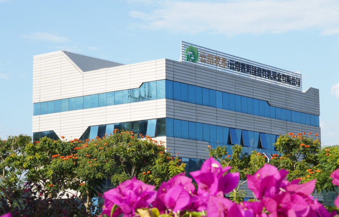 普洱思茅：茶韵咖香交织助力产业升级