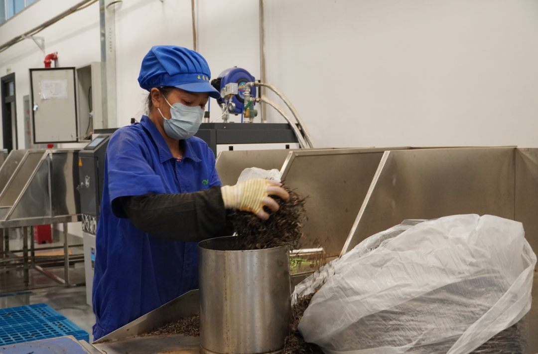 普洱思茅：茶韵咖香交织助力产业升级(图2)