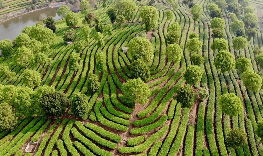 普洱思茅：茶韵咖香交织助力产业升级(图5)