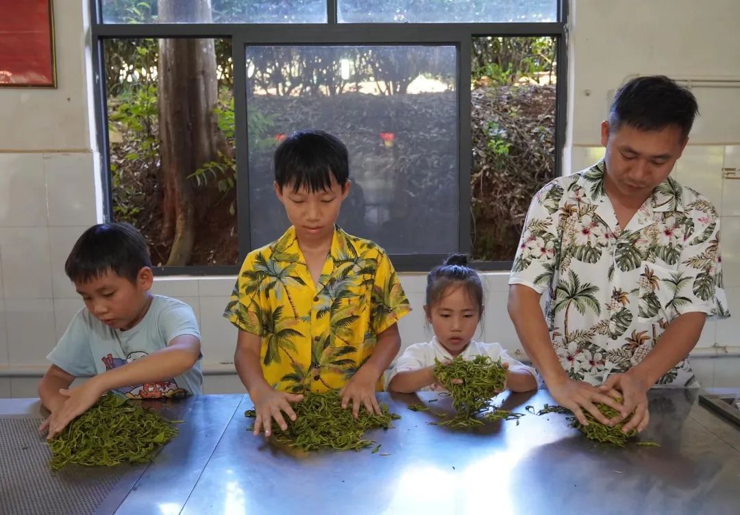 普洱思茅：茶韵咖香交织助力产业升级(图6)
