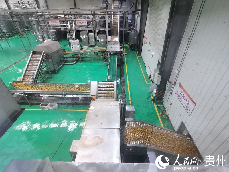 贵州水城：“小刺梨”链出“大产业”