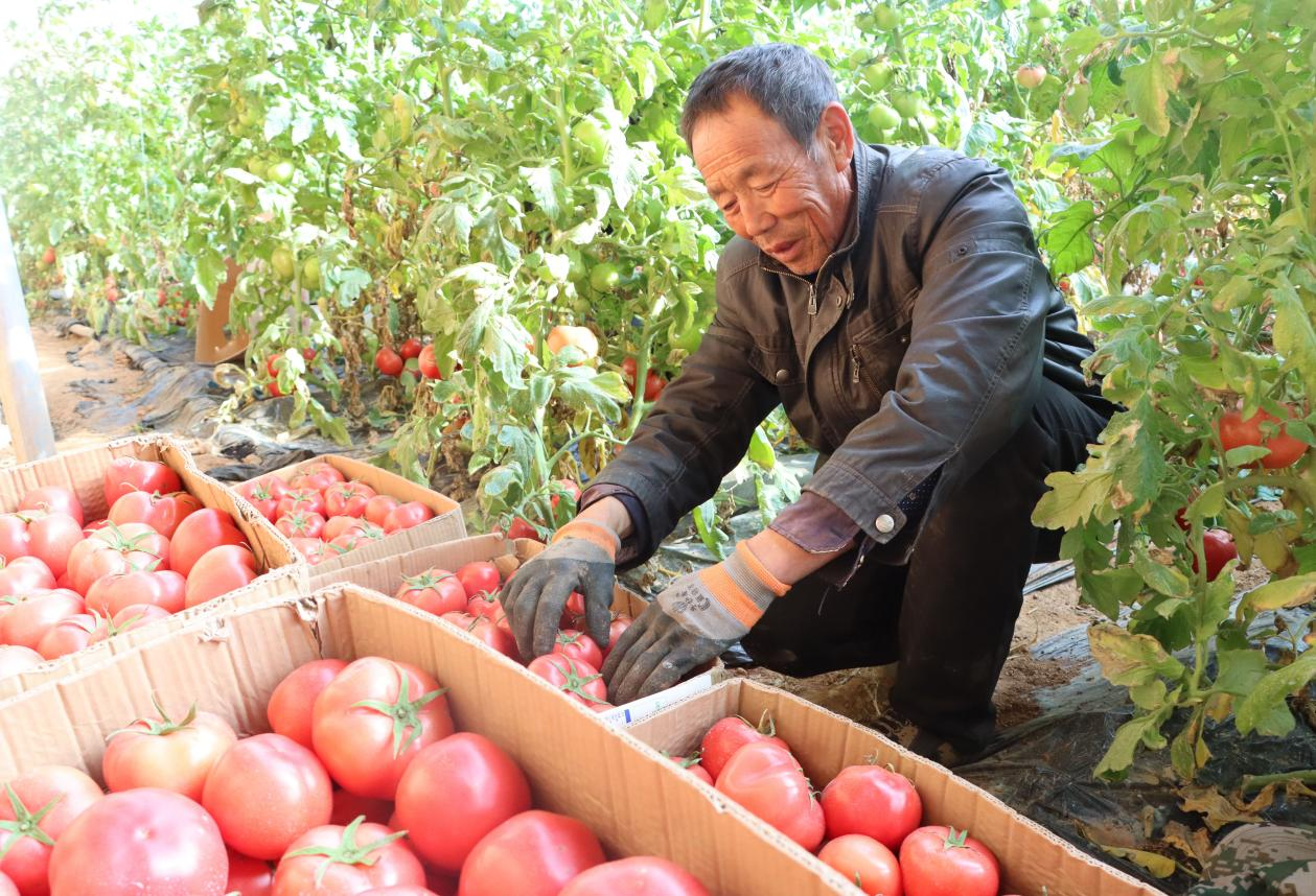 武乡农商行：施足“金融底肥”助农增收