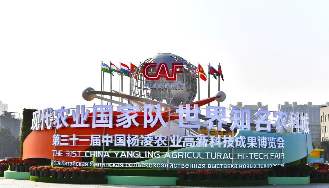 聚焦农高会陕西米脂县展团精彩亮相第三十一届杨凌农高会(图4)