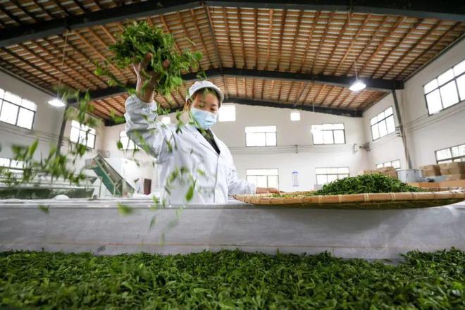 产业发展之旅：在田间地头寻找“毕节好物”(图3)