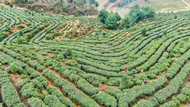 产业发展之旅：在田间地头寻找“毕节好物”(图4)