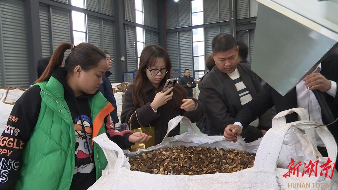 日产50吨！机械化助力耒阳油茶果加工“上高速”(图2)