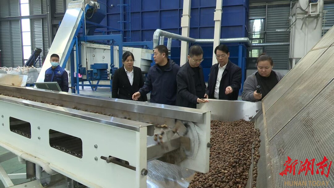 日产50吨！机械化助力耒阳油茶果加工“上高速”(图3)