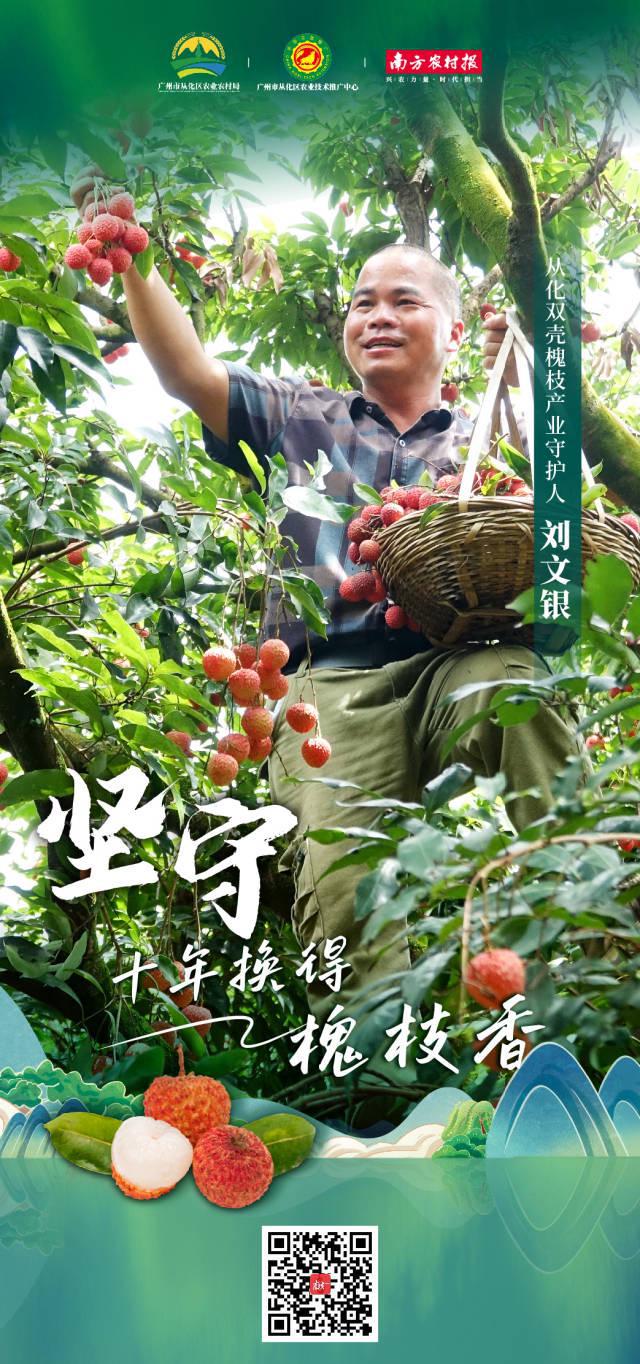 从化双壳槐枝产业守护人刘文银：十年换得槐枝香