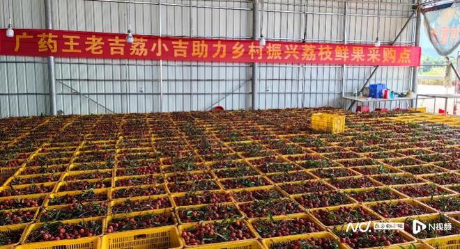 全国最大的荔枝榨汁生产线在广东！荔小吉去年销售达3亿元(图2)