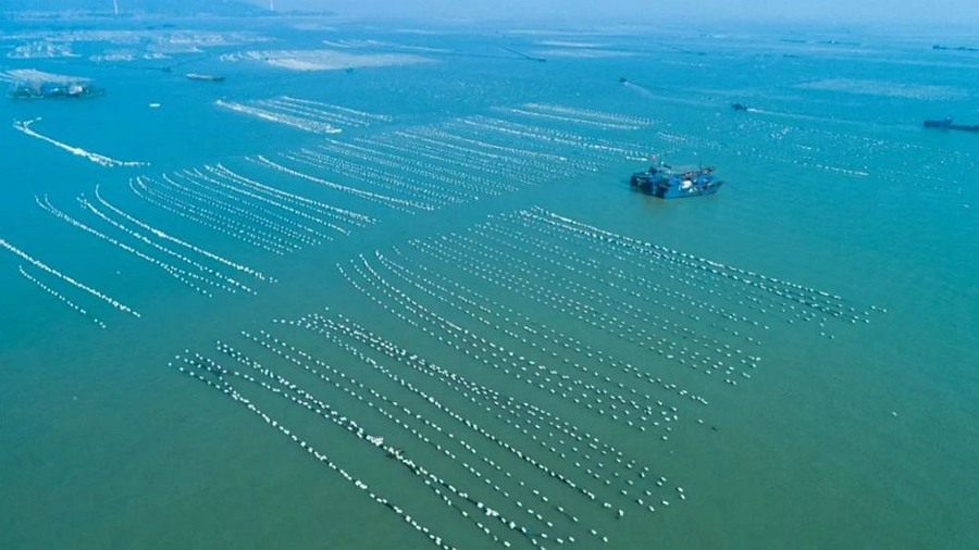 福建诏安：以“链式思维”构建现代化农业产业体系(图3)