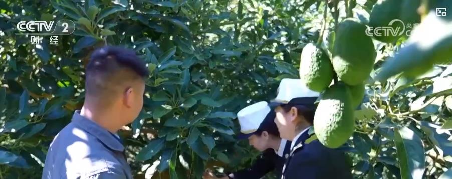 从山间果园到全球餐桌！国产鲜果打开海外市场传递中国味道(图5)
