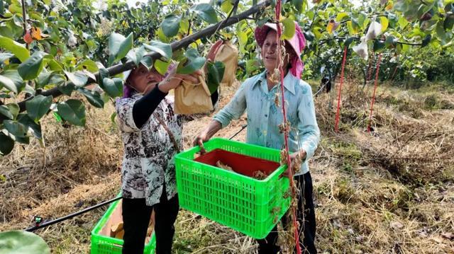 利州区重大招商引资项目巡礼④“利州红梨”精深加工全产业链项目(图2)