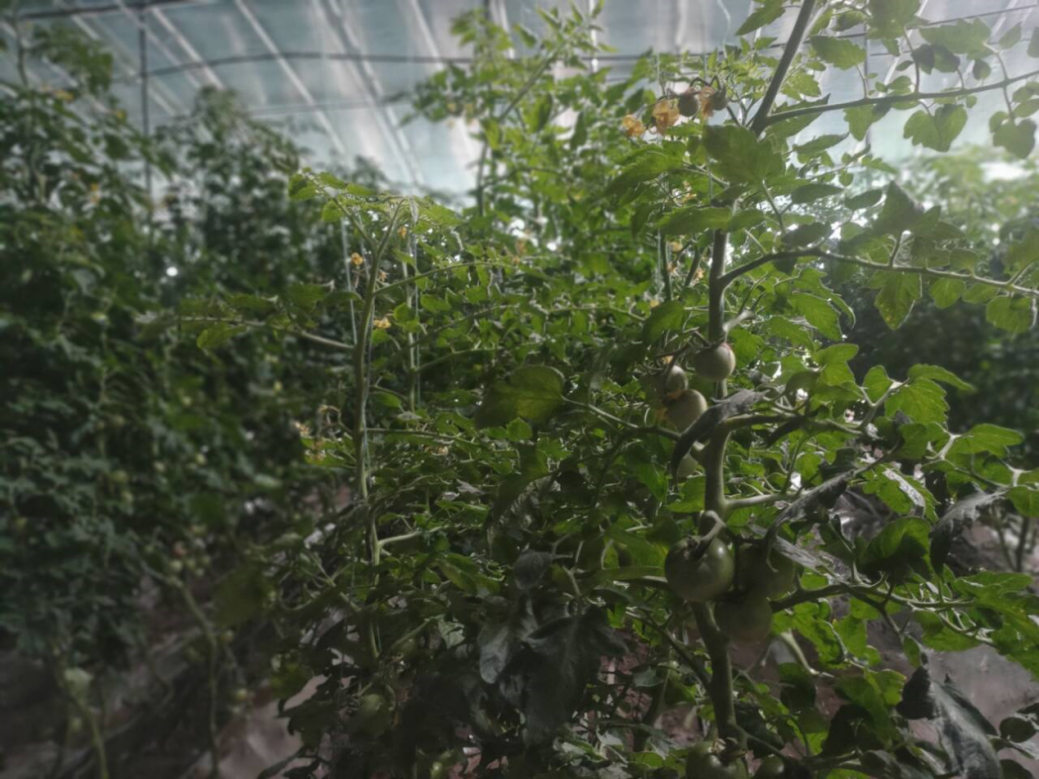 新春走基层富足、宜居、和谐鲁中小村庄大蜕变(图3)