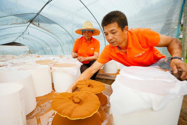 奖励100万！仙芝楼入选福建省政府质量奖提名奖
