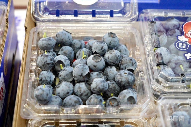 2025年云南蓝莓大会开幕启用红河蓝莓新品牌(图2)