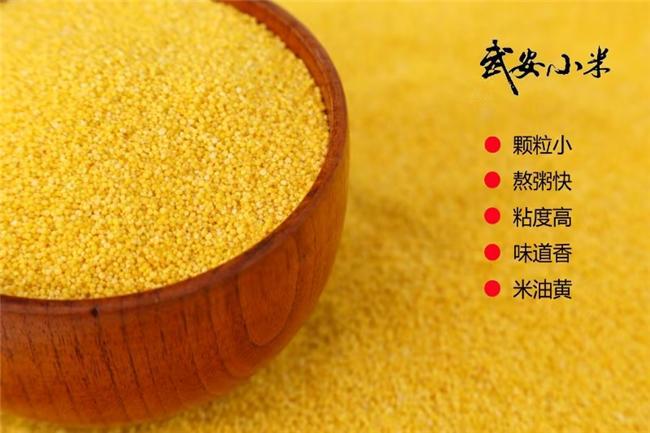 “武安小米”荣登央视以小米产业助力乡村振兴(图2)