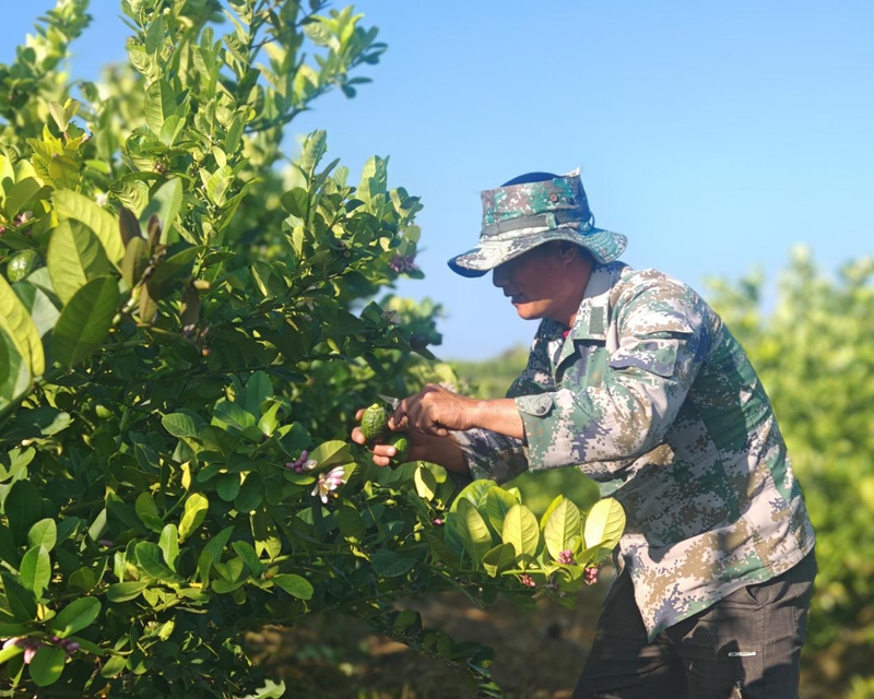 云南瑞丽市：柠檬飘香话振兴