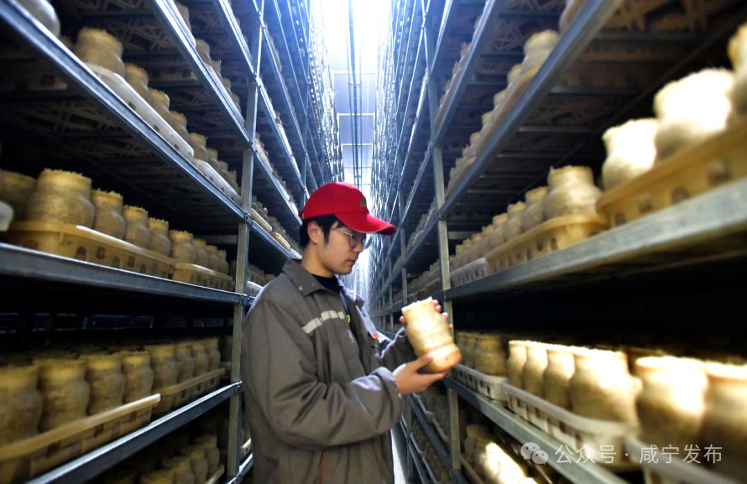 打造绿色食品加工新高地(图2)